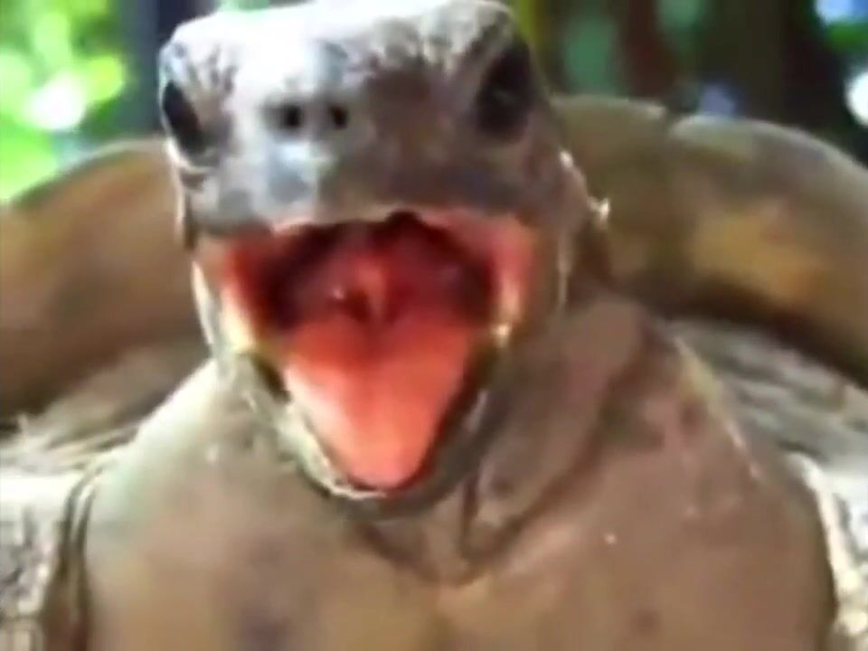 Turtle sex????